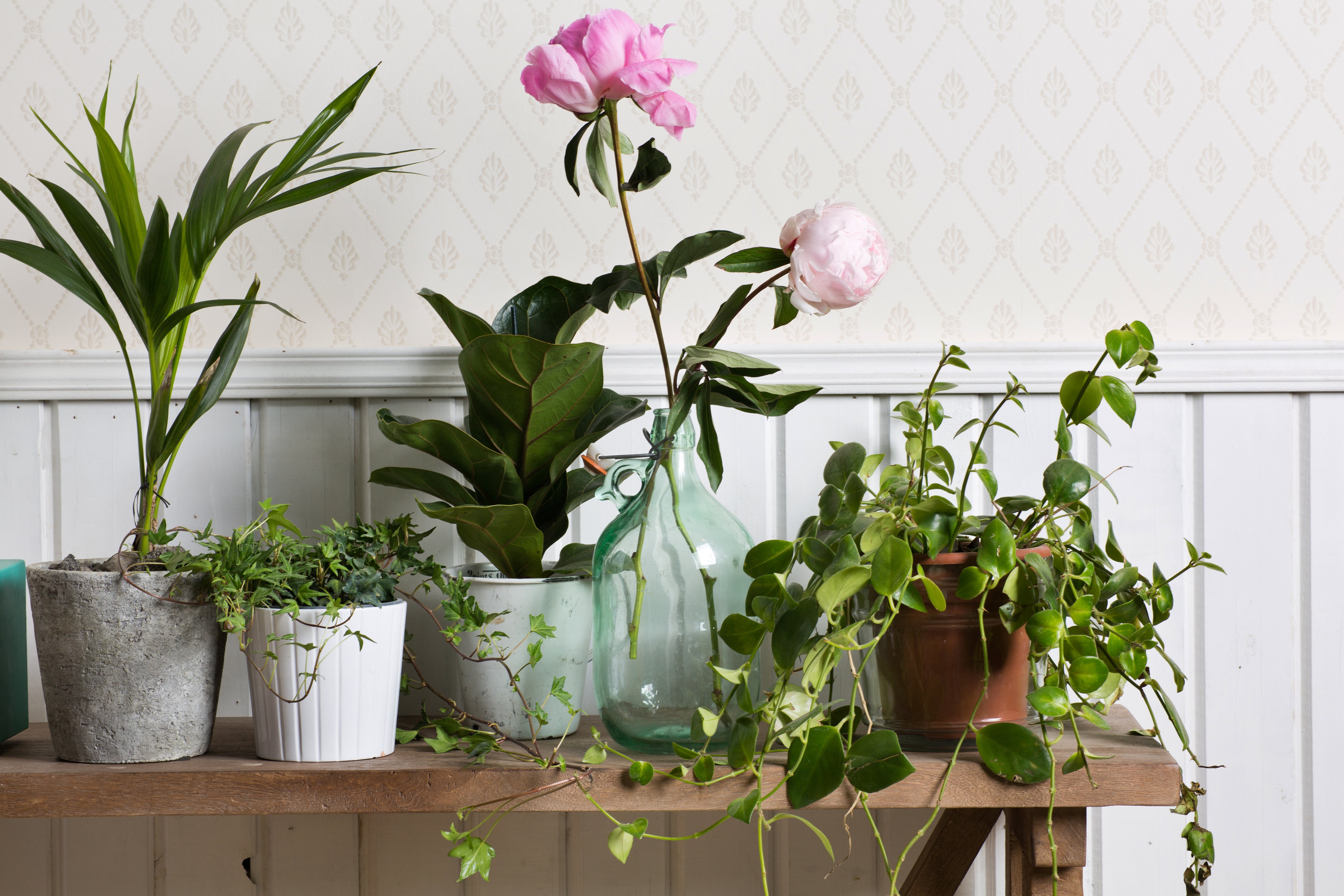 קונסולת נזירים