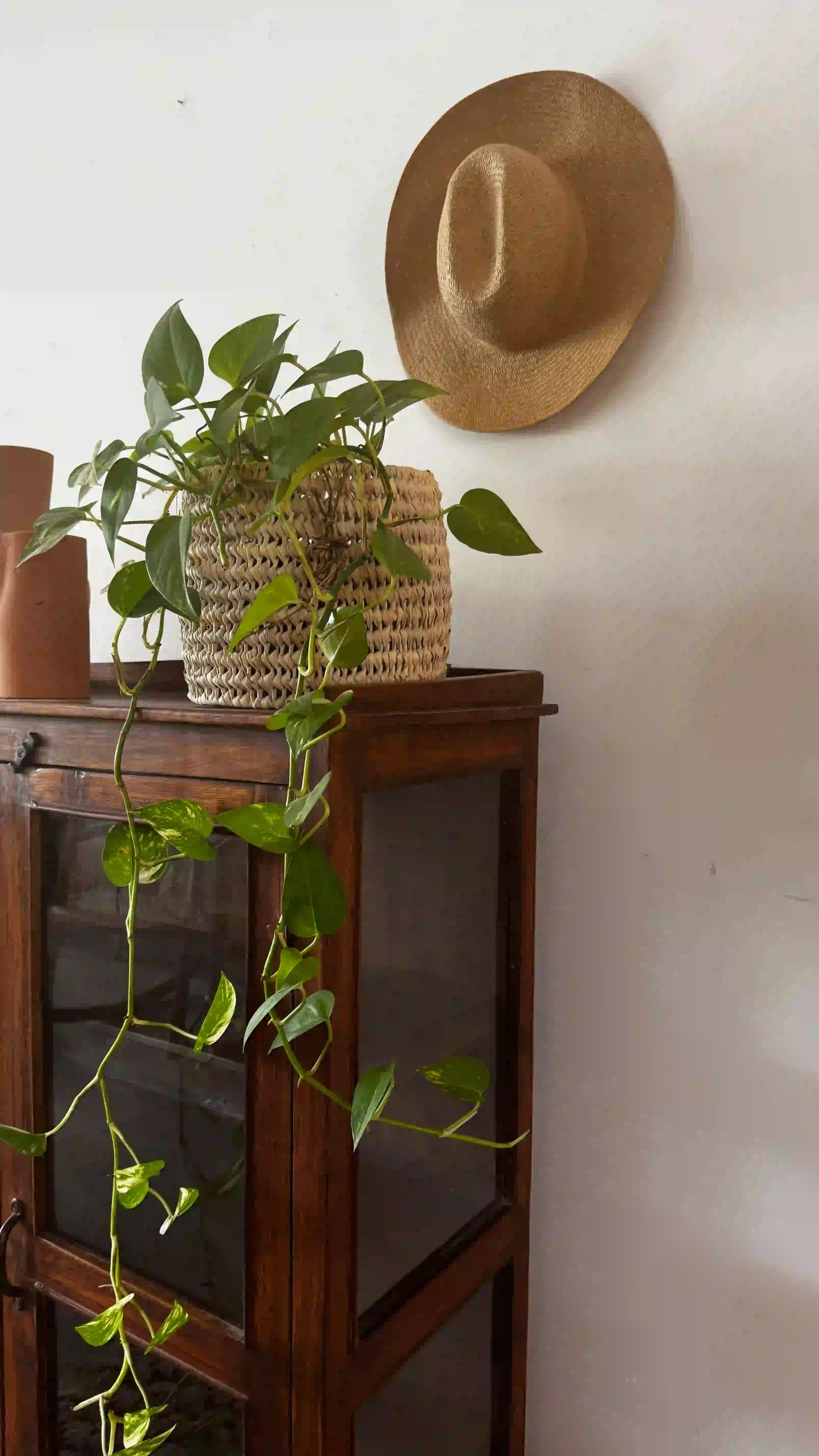 ויטרינה ענתיק