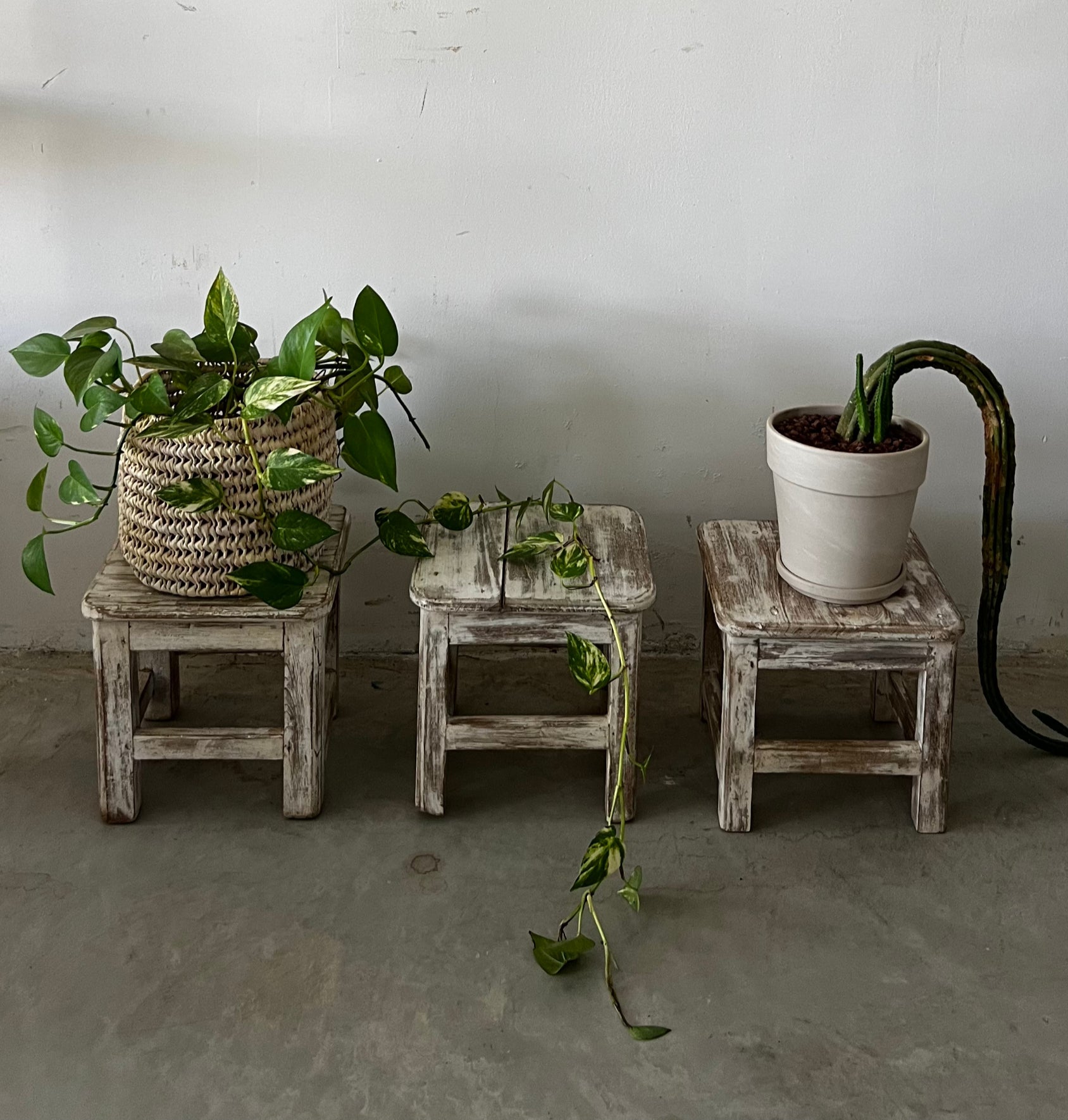 שרפרף לבן שיופים ענתיק